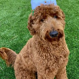 Goldendoodles from Golden Hearted Goldendoodles