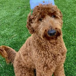 Goldendoodles from Golden Hearted Goldendoodles
