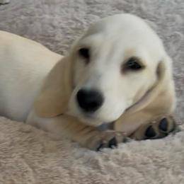 Hope - Cream male Dachshund puppy in Santee, California from roxiesminidoxies1