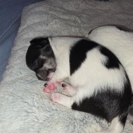 SAM - Black and white male Chihuahua puppy in Reidsville, North Carolina from Kristims Chihuahuas