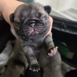 Boy 3 - Fawn male Pug puppy in Keysville, Georgia from Rollee Pollee Pugs