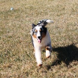 Carter - Blue merle Miniature American Shepherd puppy in Meadows Of Dan, Virginia from Nashira