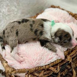 Teal collar - Blue merle female Aussiedoodle puppy in 32046, Florida from River Hill Ranch