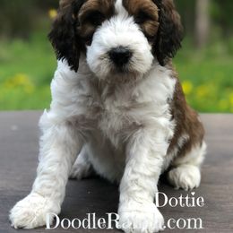 Goldendoodle and Labradoodle Puppies from Doodle Ranch