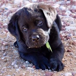 Labrador Retriever Puppies from Heather Luis