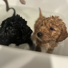 Goldendoodle Puppies from Diverse Nurturing Affectionate Doodle Kennel