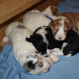 Aussiedoodle Puppies from Colorful Colorado Aussiedoodles