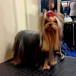 Tisha - Yorkshire Terrier