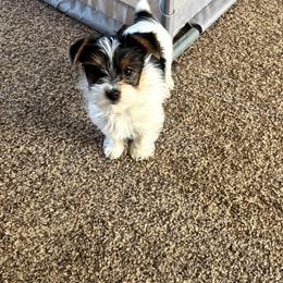 Girl 1 - Parti female Yorkshire Terrier puppy in Houston, Texas from Little things
