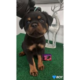 Rottweiler Puppies from Sunset State Rotts