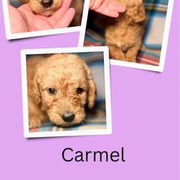Carmel - Apricot female Goldendoodle puppy in Bluefield, Virginia from Love on a Leash