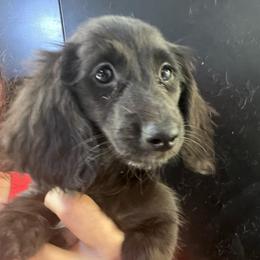 Nicole girl 2 - Black female Dachshund puppy in Bigfork, Minnesota from Dachshunds Up North