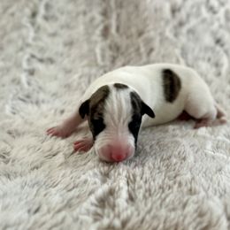 Eagle - White and fawn brindle male Whippet puppy in Fort Myers, Florida from Rainbow Whippets