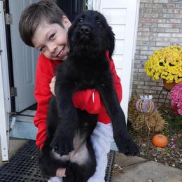 Girl 2 - female Black Russian Terrier puppy in Charleston, West Virginia from Louisov Kennel