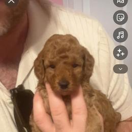 Boy 1 - Red  male Poodle puppy in Indianapolis, Indiana from Notre Dame Poodles
