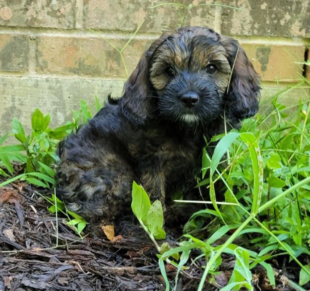 Cockapoo Puppies from Cano Cockapoos