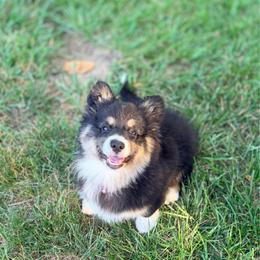(Matilda) Tillie - American Corgi