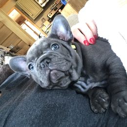 French Bulldog Puppies from Crooked C Ranch