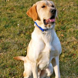 Rocket - Labrador Retriever