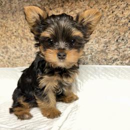 Girl 1 - Black and gold female Yorkshire Terrier puppy in Pomona, California from Cristian's Yorkshire Terriers