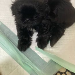 Mystic - Black and white female Shih Tzu puppy in Reddell, Louisiana from TINYSHIHTZUFURU