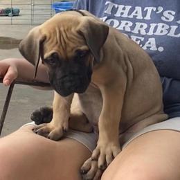 Rio - Navy collar boy - Tawny male Boerboel puppy in Navasota, Texas from Silverthorne Boerboels