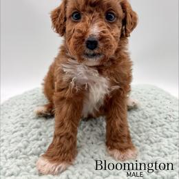 Bloomington - Red  male Goldendoodle puppy in Sunman, Indiana from Brunsman Country Doodles LLC
