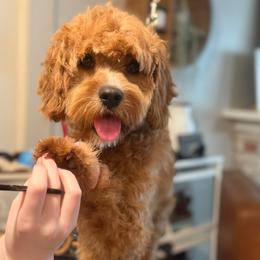 Bay - Cavapoo