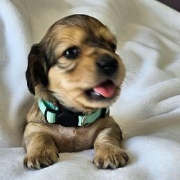 Shaded Cream Evryn - Cream male Dachshund puppy in Parkersburg, West Virginia from Bourbon Barrel Ridge Doxies