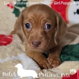 Puppy 4 (Girl 2) - Dapple female Dachshund puppy in Anamosa, Iowa from Melsh Precious Pets