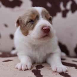 SPOOKY - Red merle male Australian Shepherd puppy in Star City, Arkansas from Blush & Lace Aussie Co.
