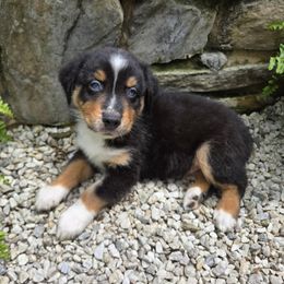 Mowgli - Black tri-color male Australian Shepherd puppy in Peach Bottom, Pennsylvania from Arcadia Australian Shepherds