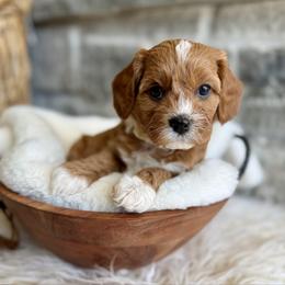 Evie - Red female Cavapoo puppy in Natural Bridge, Virginia from Padgetts Hill Puppies