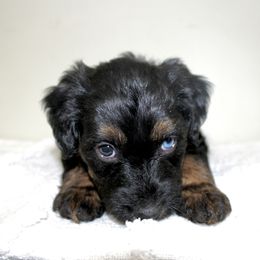 Aussiedoodle Puppies from Aussie Paws