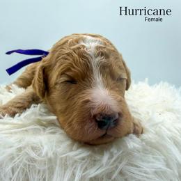 Hurricane - Red  female Goldendoodle puppy in Sunman, Indiana from Brunsman Country Doodles LLC