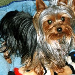 Yorkshire Terrier All Grown Up from Mustard Seed Meadows