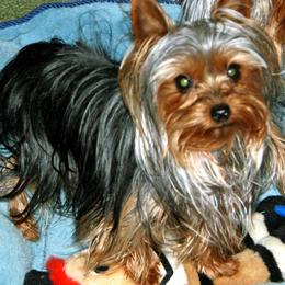 Yorkshire Terrier All Grown Up from Mustard Seed Meadows