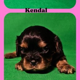 Kendal - Black and tan female Cavalier King Charles Spaniel puppy in Rochelle, Illinois from Lakeview Cavaliers