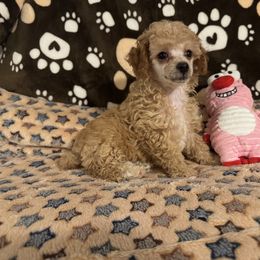 Girl 2 - Apricot female Poodle puppy in Pounding  Mill, Virginia from Rosa's Chihuahuas
