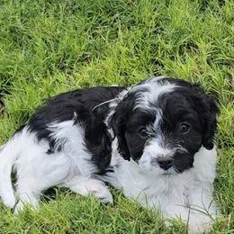 Lollygag - Black and white female Cavapoo puppy in Las Cruces, New Mexico from Moongate Cavaliers