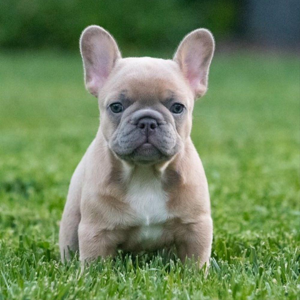 Max The French Bulldog Niners Fan