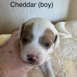 Cheddar - Parti male Goldendoodle puppy in Danville, Virginia from Stella’s Stunning Goldendoodles of VA