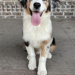 Australian Shepherd, Miniature American Shepherd, and Miniature Australian Shepherd Puppies from Painted Blue Aussies
