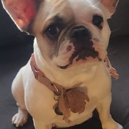 French Bulldogs from JSM Industries LLC DBA French Kisses of Texas