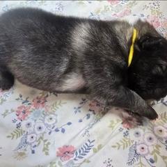 Citrine - Gray silver and black female Keeshond puppy in Logan, Ohio from Hocking Hills Keeshonds