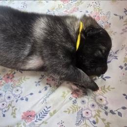 Citrine - Gray silver and black female Keeshond puppy in Logan, Ohio from Hocking Hills Keeshonds
