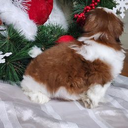 French Bulldog and Shih Tzu Puppies from French Bulldogs Planet