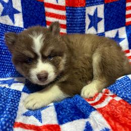 AKC Hazel - Red and white female Siberian Husky puppy in Centreville, Maryland from Huskies By the Bay