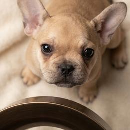 Genia - Fawn and white female French Bulldog puppy in Capitol Heights, Maryland from Heritage Bully Co.