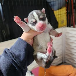 Siberian Husky Puppies from Spirit of the Moon Siberians